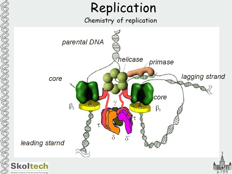 Replication Chemistry of replication